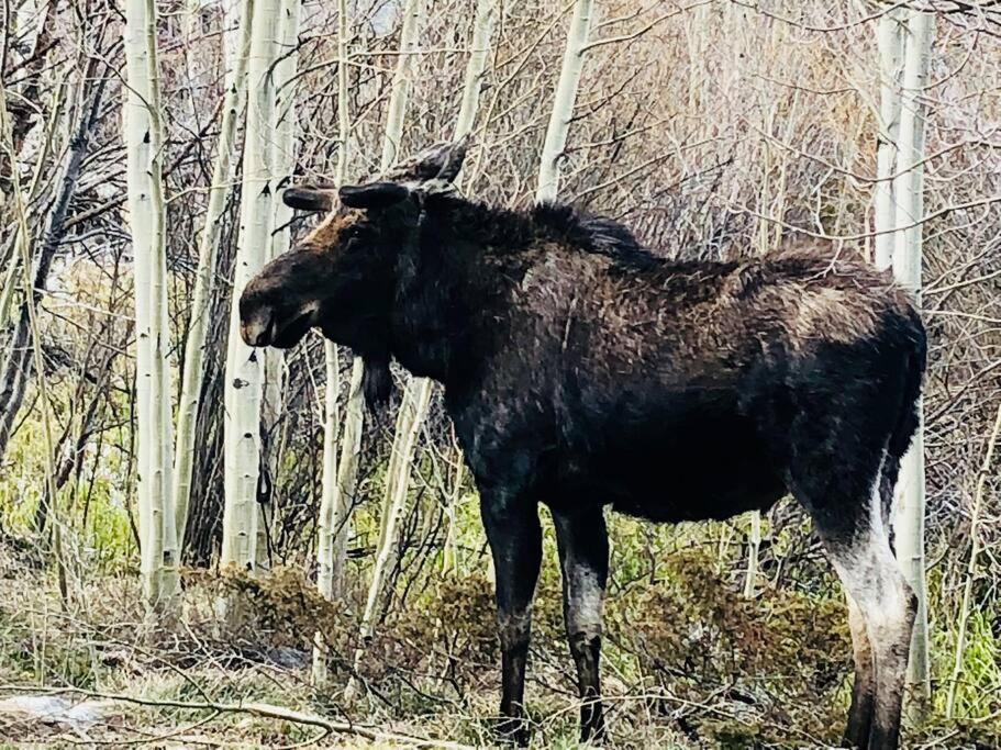 Boulder Best City And Nature With Lake And Trails Pets Ok Eksteriør bilde